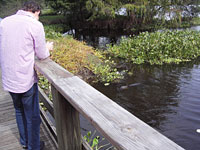 A 6 ft. gator in Lake Alice
